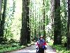 Howard Redwoods Road.jpg